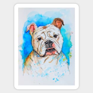 English Bulldog pet portrait watercolor painting Sticker